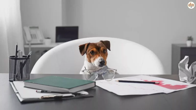 Hund ins Büro mitnehmen – wie frage ich das richtig an?