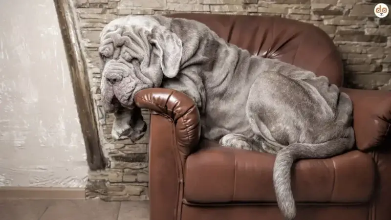 Der Mastino Napoletano: Qualzucht oder nicht?