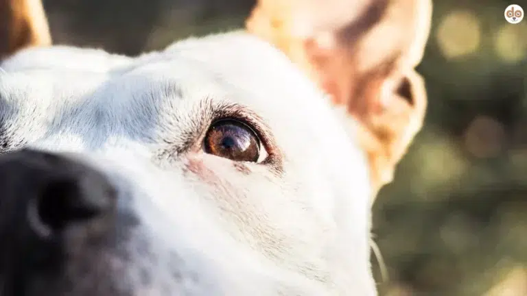 Gesichtswahrnehmung Shank3-Mutation bei Hunden