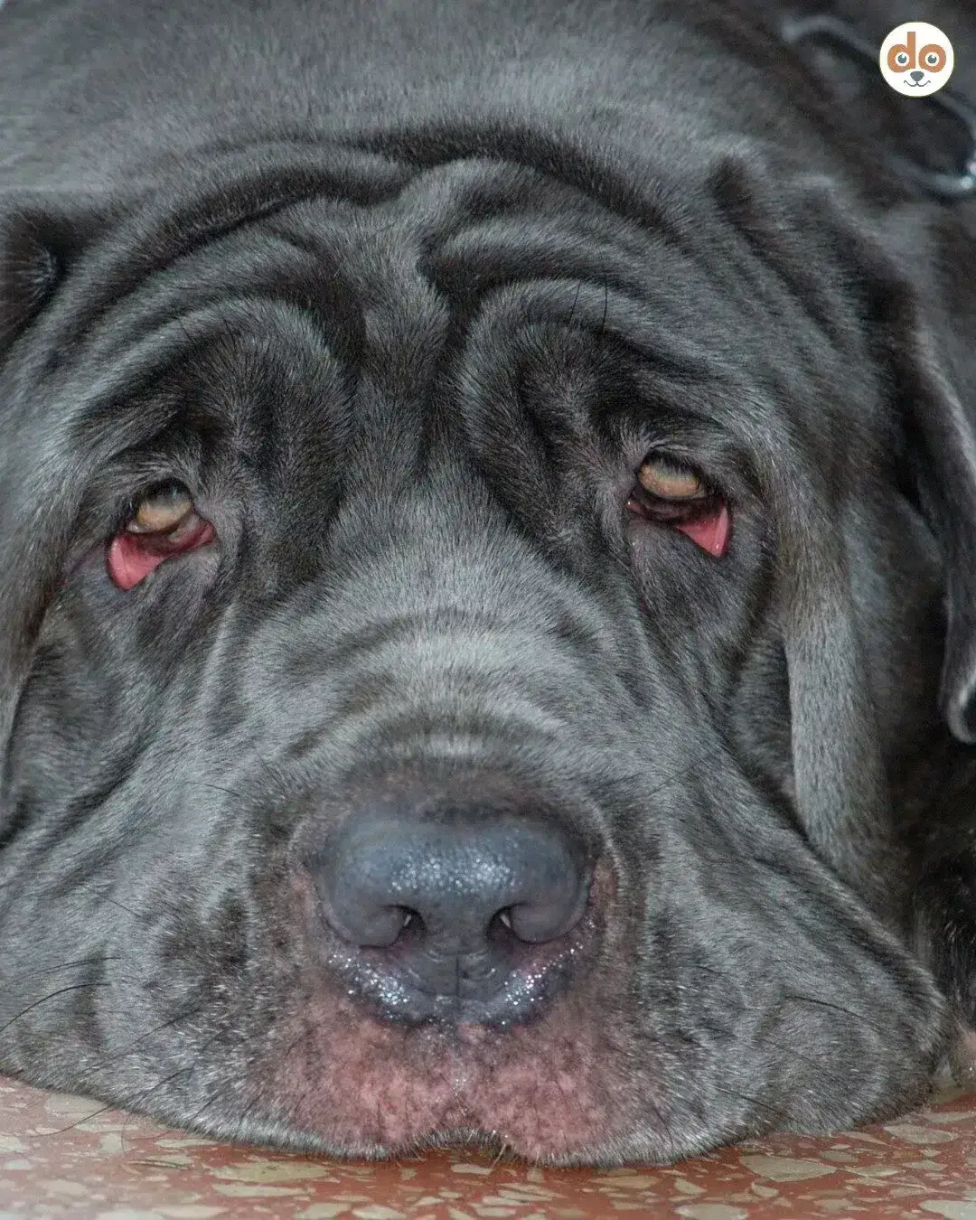 Nahaufnahme eines Mastino Napoletano mit geröteten Augenlidern