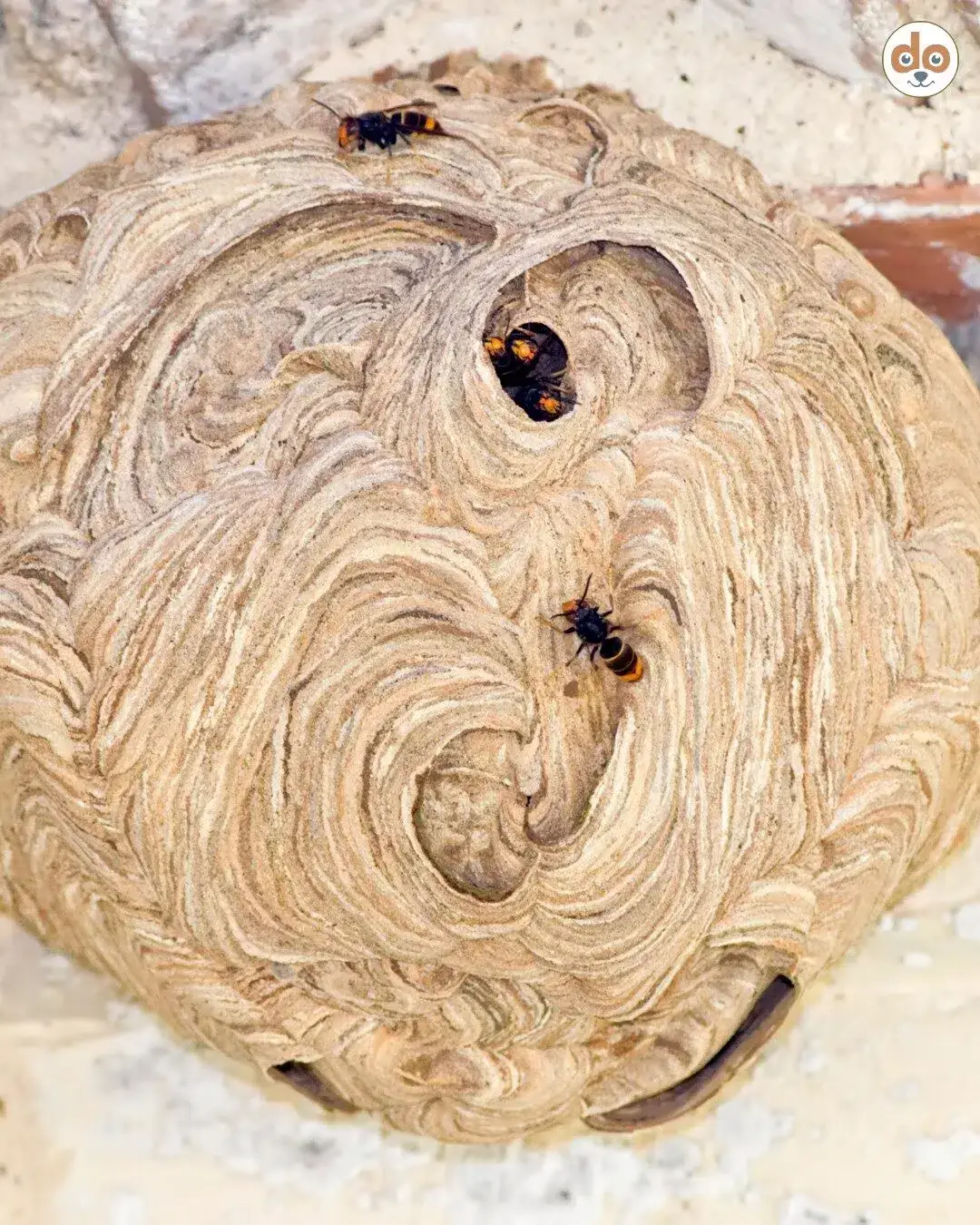 Nest Asiatischer Hornissen