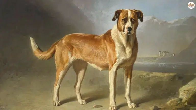 Portrait eines Bernhardiners