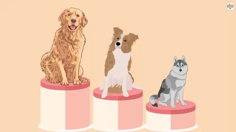 Beliebteste Hunderassen auf Social Media