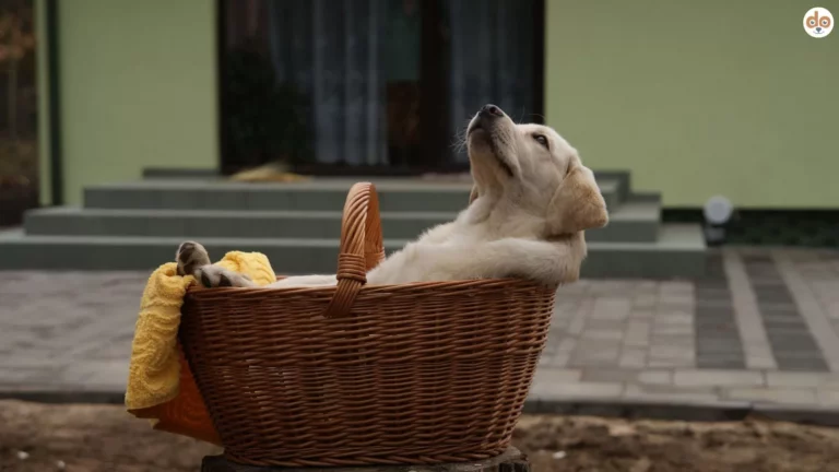 Ruhetraining für einen entspannten Hund