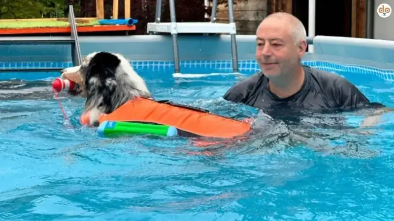 Schwimmen mit Hund – sicher, sinnvoll, artgerecht