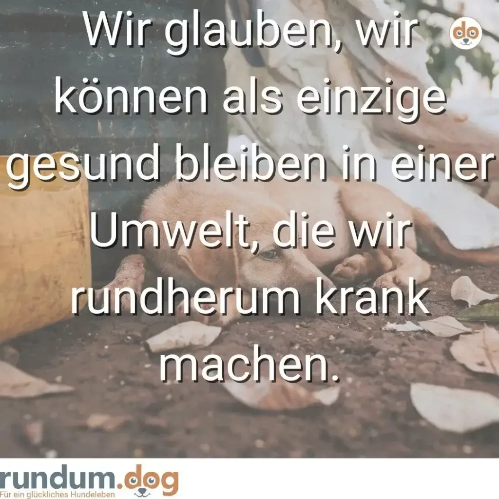 Junger Hund sitzt auf verschmutztem Boden zwischen Blättern und Abfall