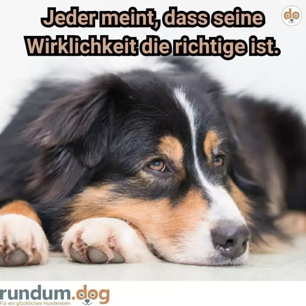 Schwarz-weisser Hund liegt auf dem Bauch, blickt direkt in die Kamera mit ernstem Gesichtsausdruck