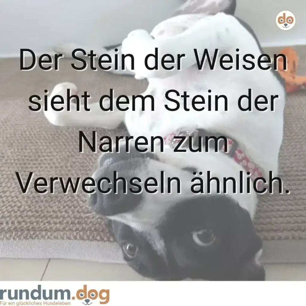 Weisser und schwarzer Hund liegen zusammen auf grauem Teppich, entspannt nebeneinander
