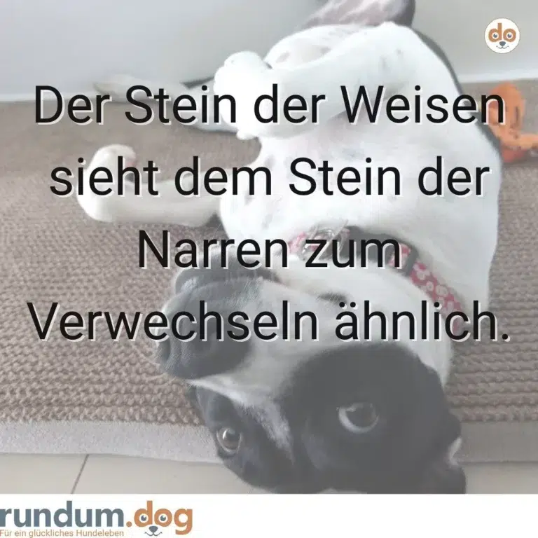 spruch zitat stein der weisen narren verwechseln