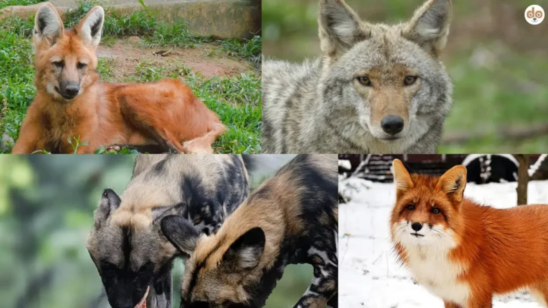 „Canina“ bei Hunden – Begriff, Bedeutung und mögliche Irreführung