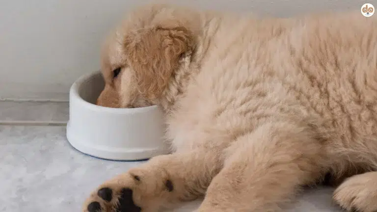 Ruhezeit nach dem Fressen bei Hunden