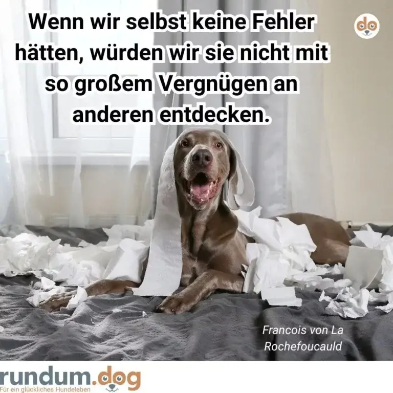 Brauner Hund sitzt auf grauem Bett, umgeben von zerrissenen weissen Papiertüchern, schaut mit offener Schnauze in die Kamera