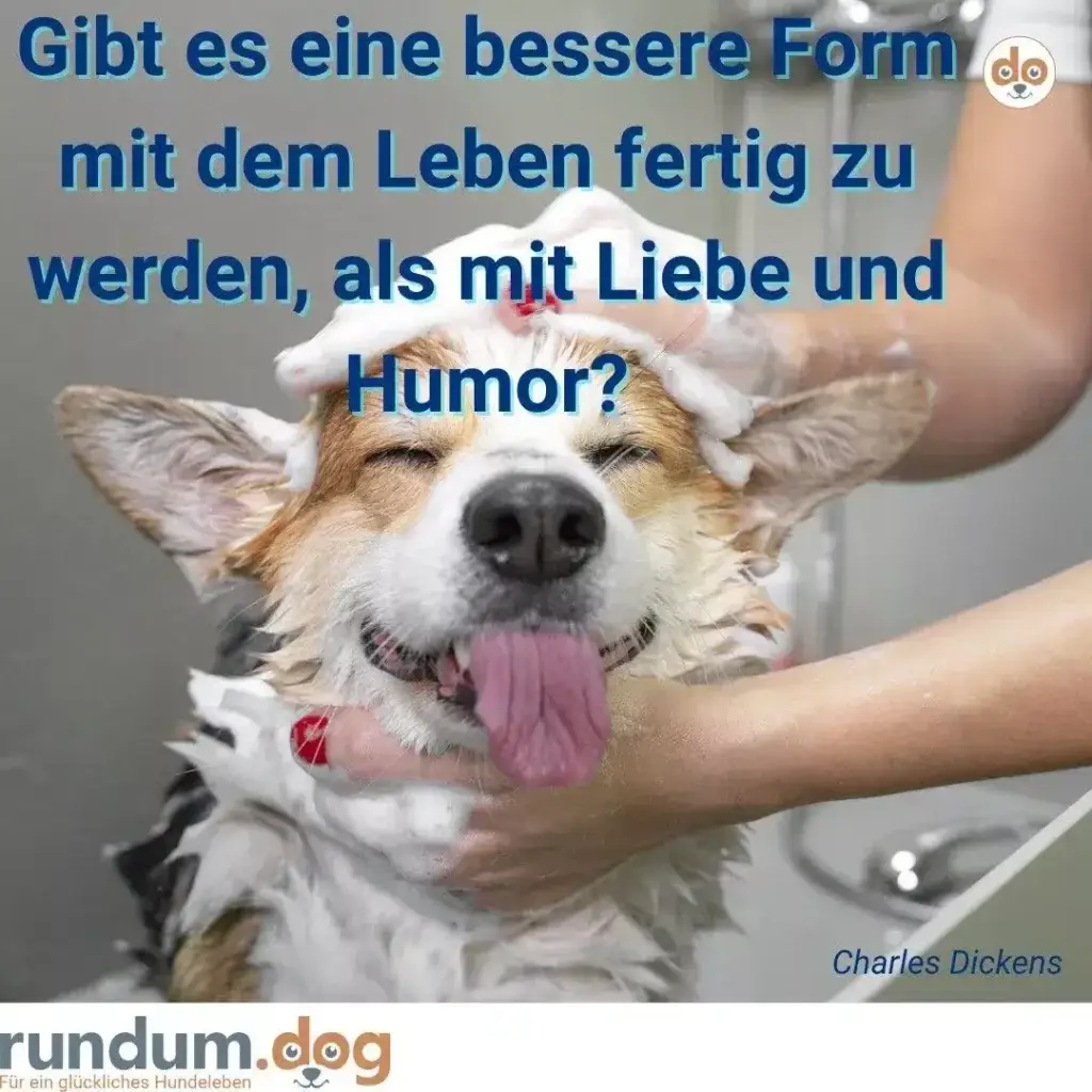 Weisser und brauner Hund mit Schlappohren sitzt in Händen, Zunge herausgestreckt, lächelt entspannt