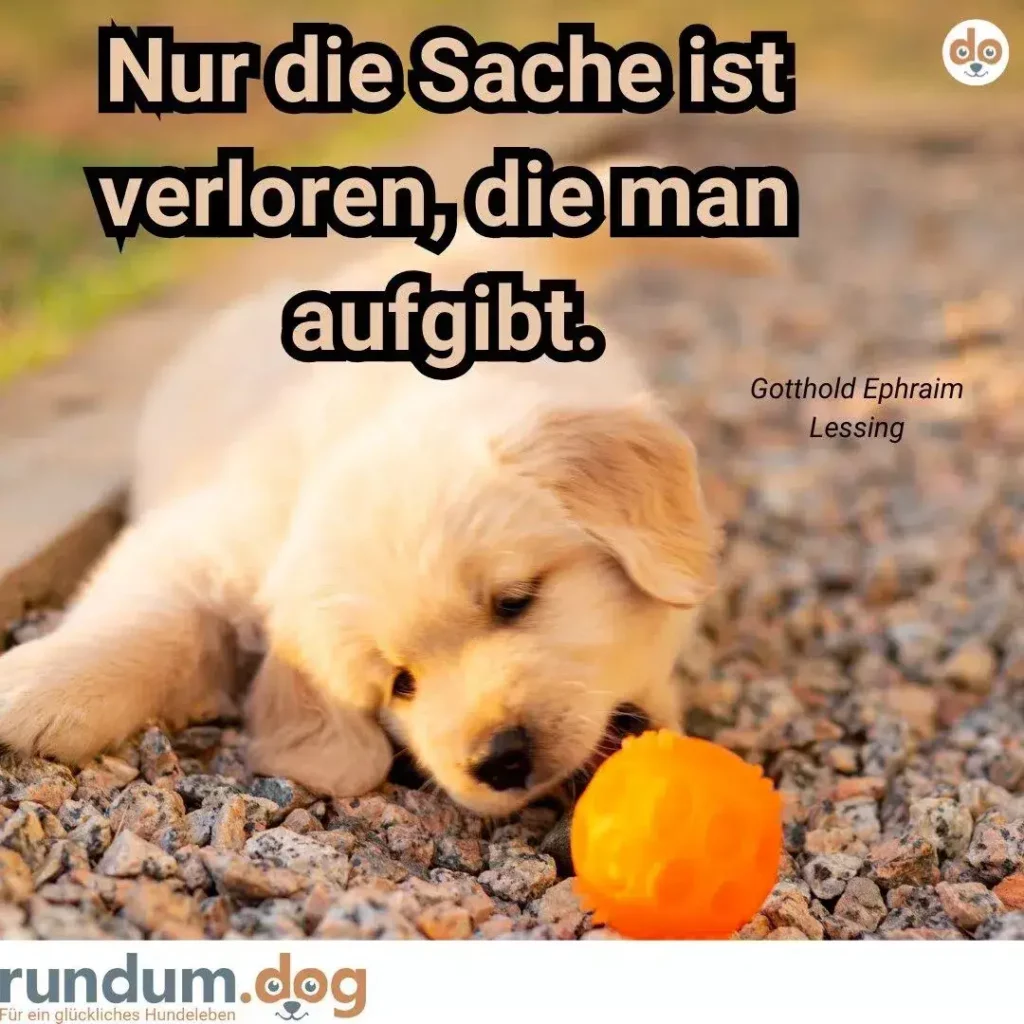 Heller Golden Retriever schnüffelt an orangefarbenem Ball auf Kiesweg