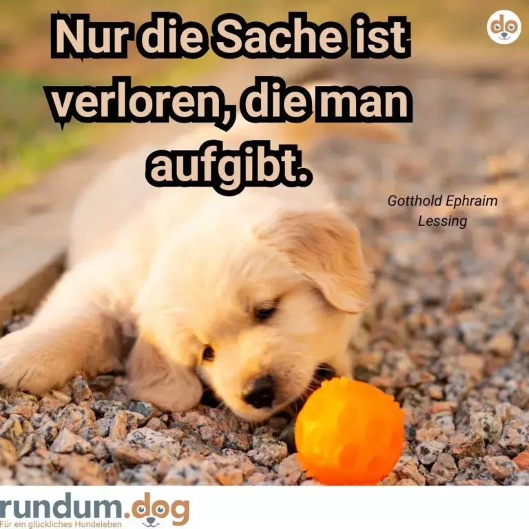 Heller Golden Retriever schnüffelt an orangefarbenem Ball auf Kiesweg
