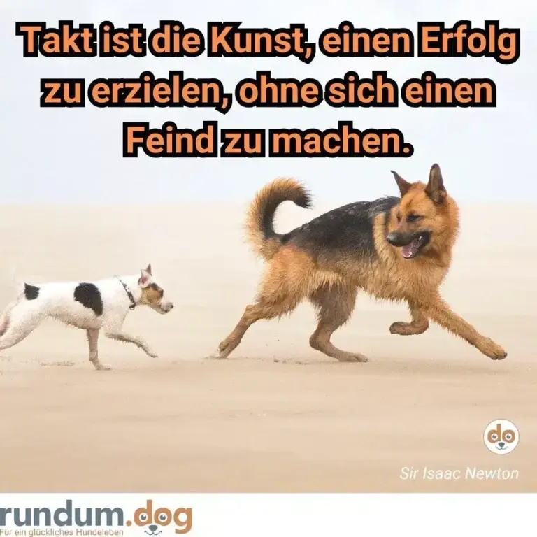 Grosser Schäferhund in spielerischer Pose neben kleinerem weiss-schwarzem Hund am Strand