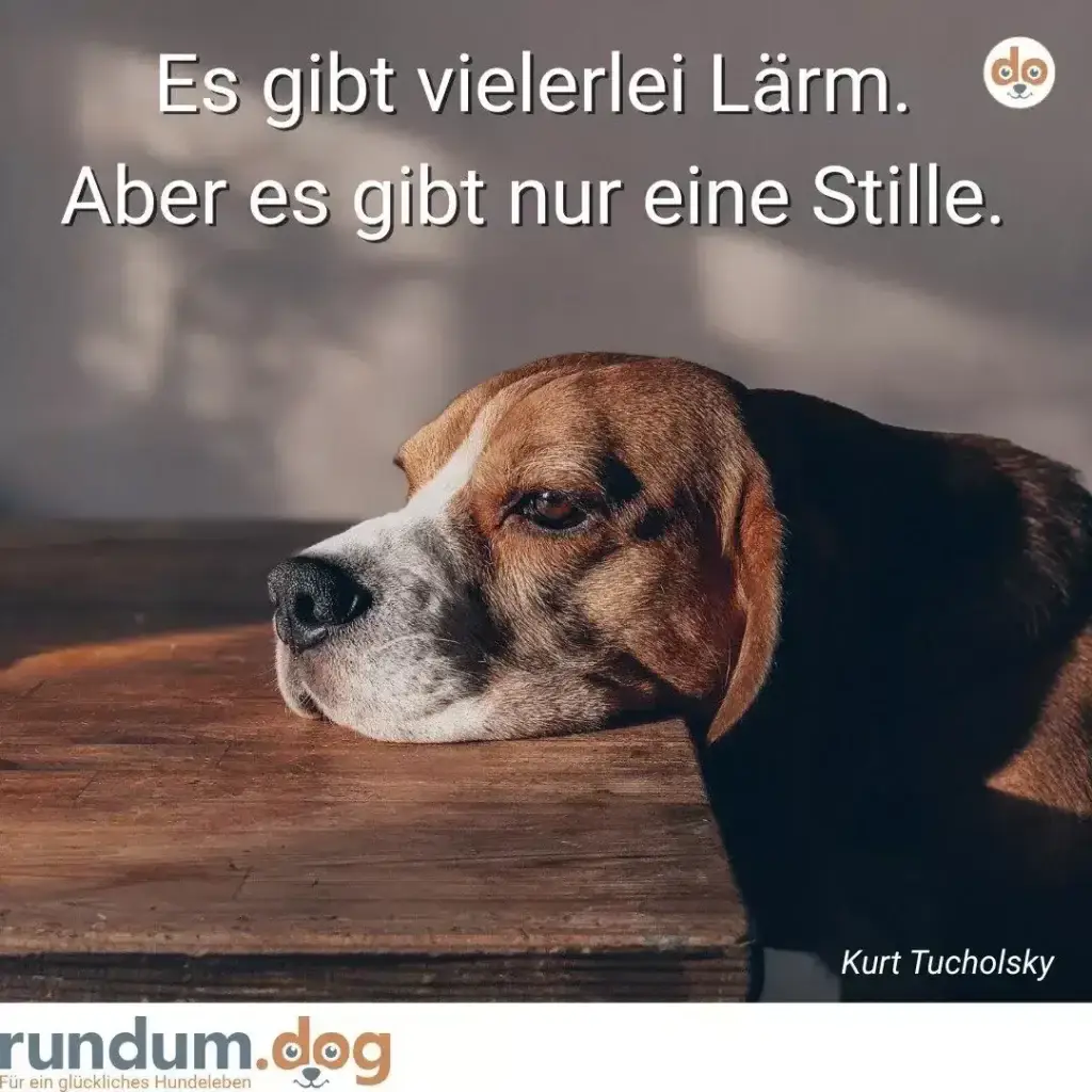 Beagle liegt mit Kopf auf Holzboden, schaut nachdenklich zur Seite