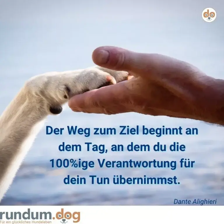 Hundetatze und Menschenhand berühren sich vor blauem Himmel und Wasser