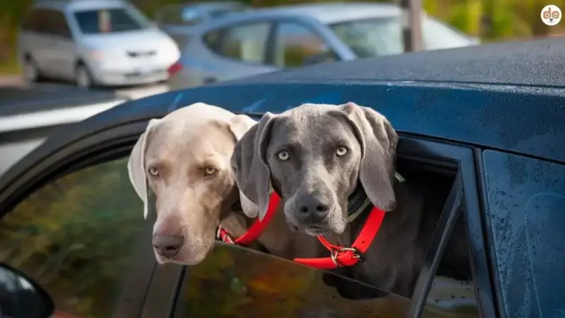 Carsharing für Hundebesitzer: Tipps und Plattformen im Überblick