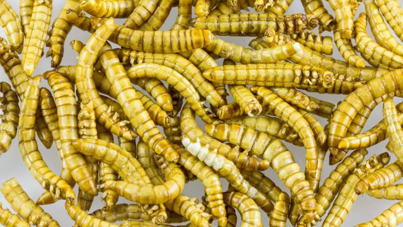 Insektenprotein