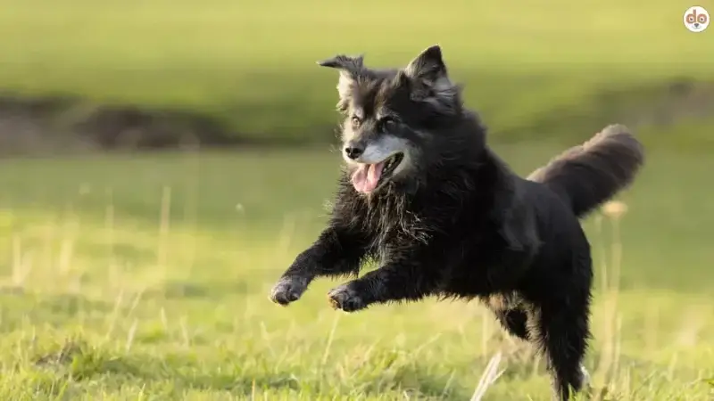 Altersgerechte Hundegesundheit