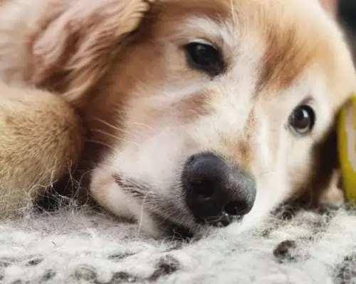 Alter Hund mit Tennisball