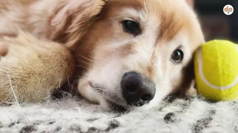 Alter Hund mit Tennisball