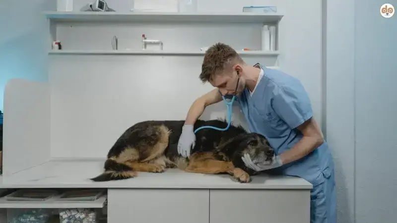 Autoimmunhämolytische Anämie (AIHA) bei Hunden: Behandlung & Prognose