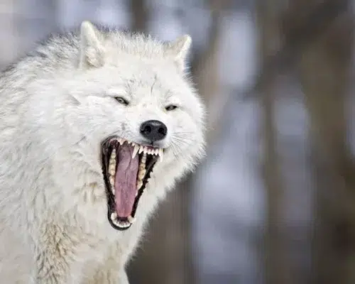 Arktischer Wolf - Kommunikation