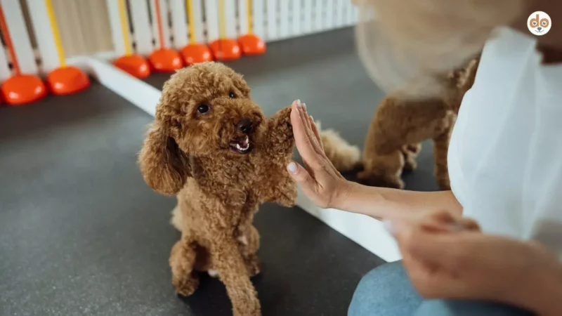 Zertifizierungen für Hundetrainer: Gibt es staatliche Regelungen?