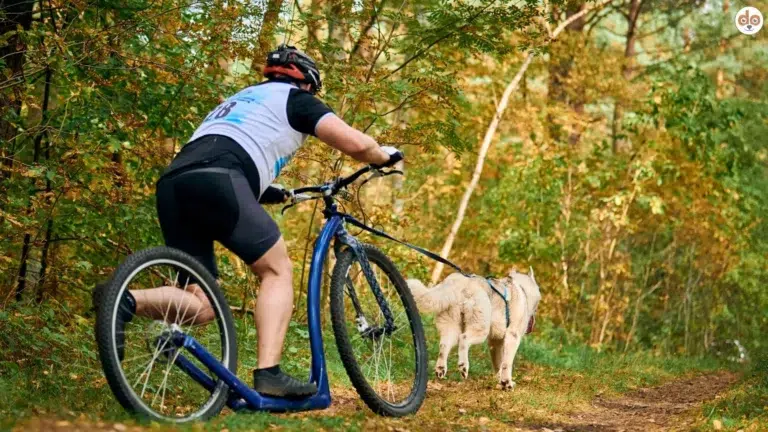 Dog Scooter - Hundesport