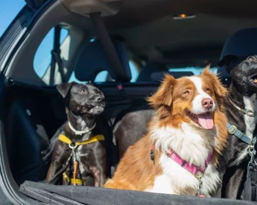 Grenzübertritt mit Hunden per Auto