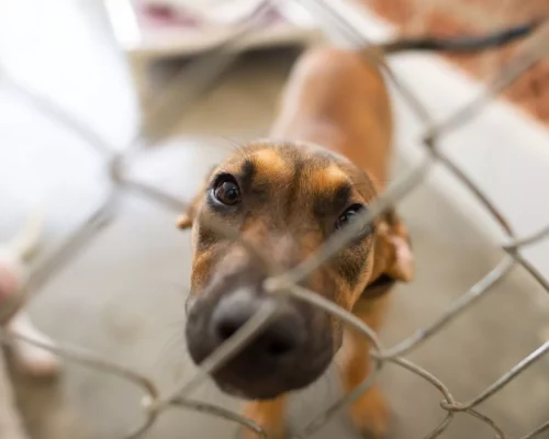 Fake Rescues Shelter - Hund im Heim