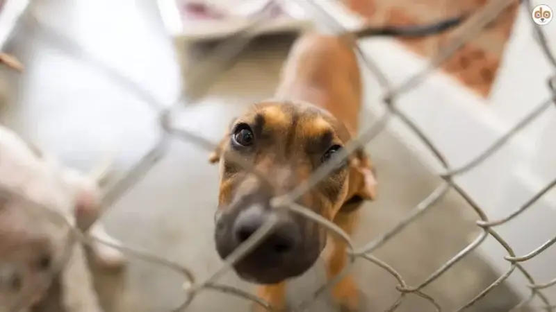 Fake Rescues: Wenn Tierleid ins Geschäft verpackt wird