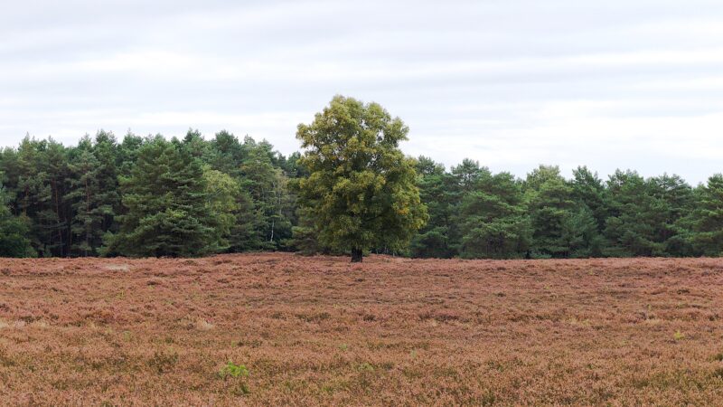 Fischbeker Heide: Heidelandschaft im Hamburger Süden