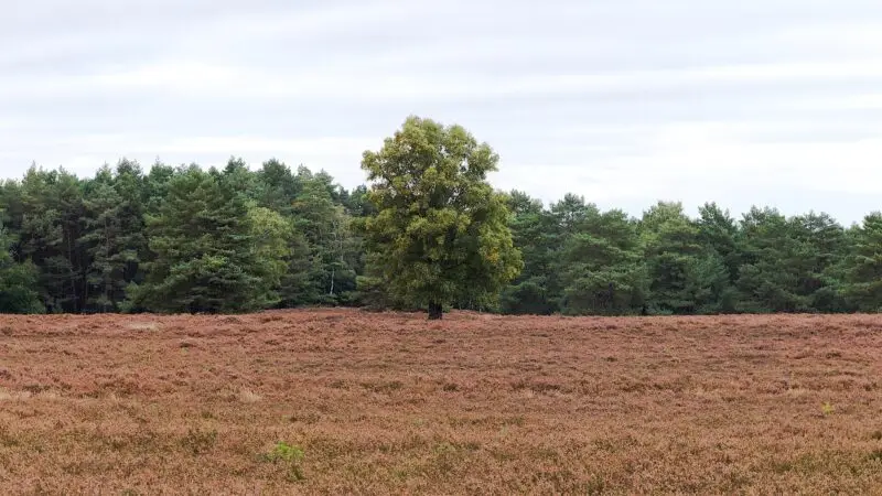 Fischbeker Heide: Heidelandschaft im Hamburger Süden - fischbeker heide hamburg