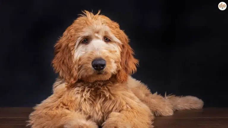 Goldendoodle Hybrid Dog