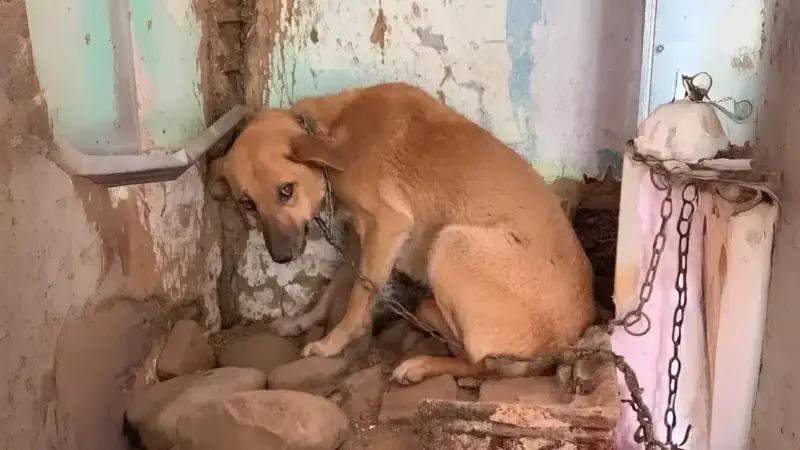 Hunde aus dem Ausland tragen teils ein schweres Paket auf dem Rücken