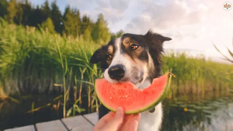 Hund, Sommer, Wassermelone, Ernährung, Hundehaltung