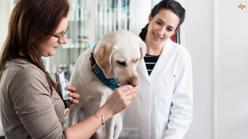 Isoxazoline (Bravecto, NexGard, Simparica, Credelio) beim Hund – nützlich oder sinnvoll?