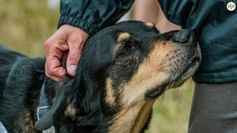 Interspecies Emotional Contagion – Wie sich Gefühle zwischen Mensch und Hund übertragen