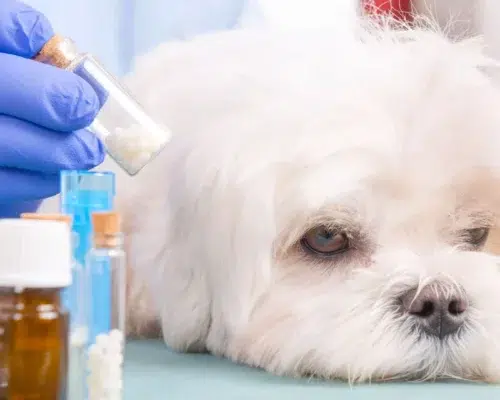 Kranker Hund mit Medikamenten