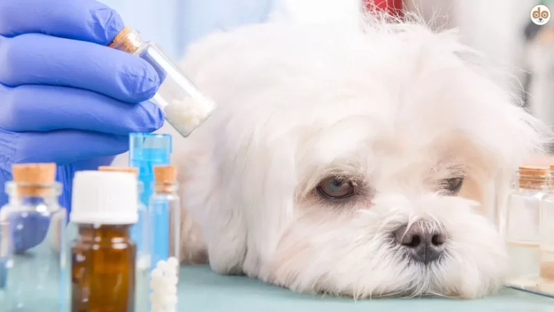 Hundeapotheke – Das gehört in jede Haus- und Reiseapotheke für Hunde