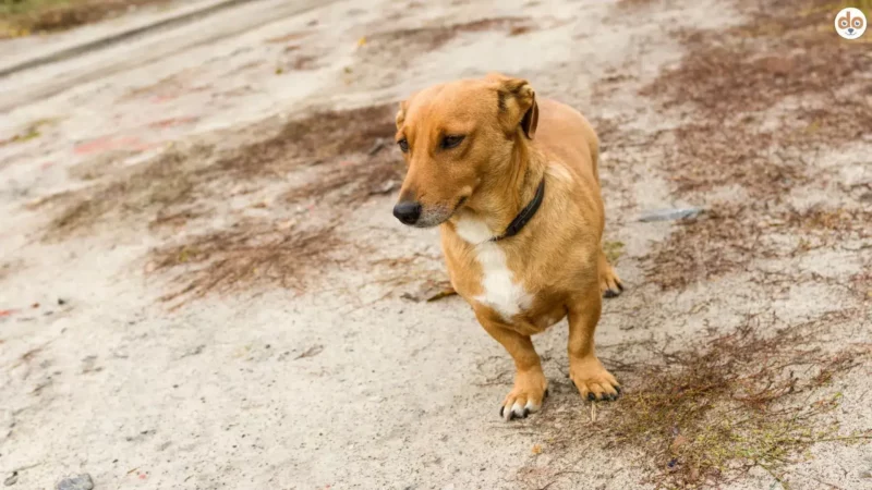 Krumme Vorderläufe beim Hund – Short-Ulna, Carpus Valgus & Radius Curvus erklärt