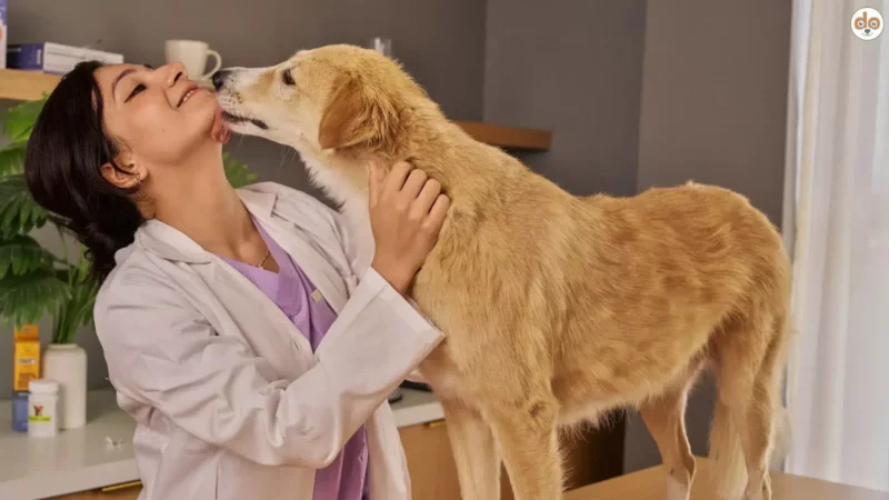 Wirksame Strategien für stressfreie Tierarztbesuche mit deinem Hund