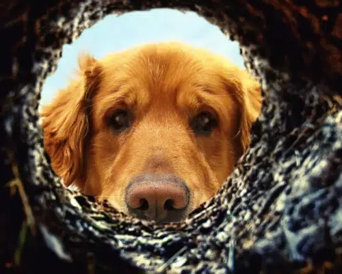 Hund schaut in ein Mausloch