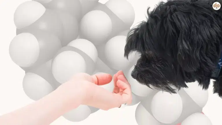 Hund schnuppert - Pheromone