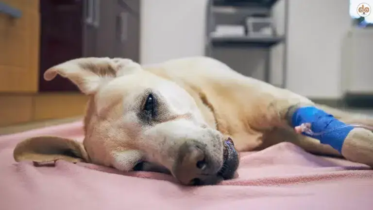 Abschied, Hund, Tierarzt, Infusion