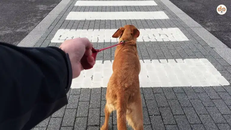 Hund zieht an der Leine