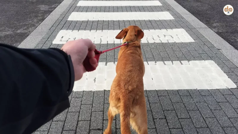 Oppositionsreflex beim Hund – Erklärung, Ursachen und Trainingstipps